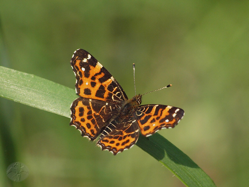 Araschnia levana © Falk 2011