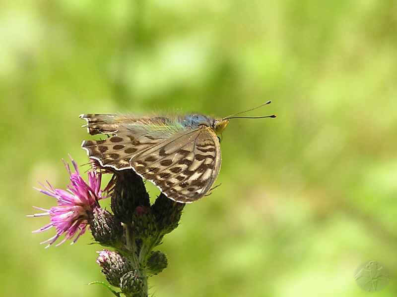 Argynnis paphia © Falk 2009