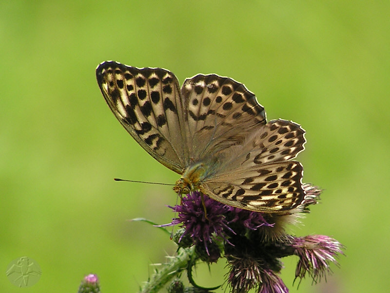 Argynnis paphia © Falk 2009