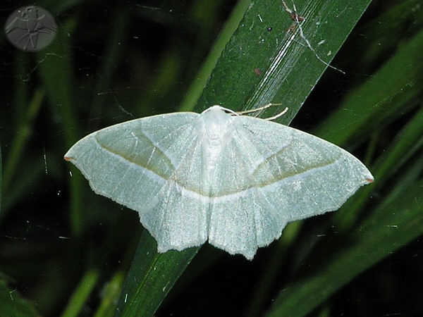 Campaea margaritata © Falk 2009