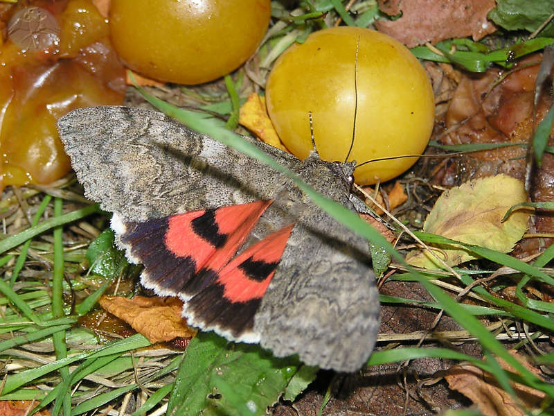Catocala nupta © Falk 2009