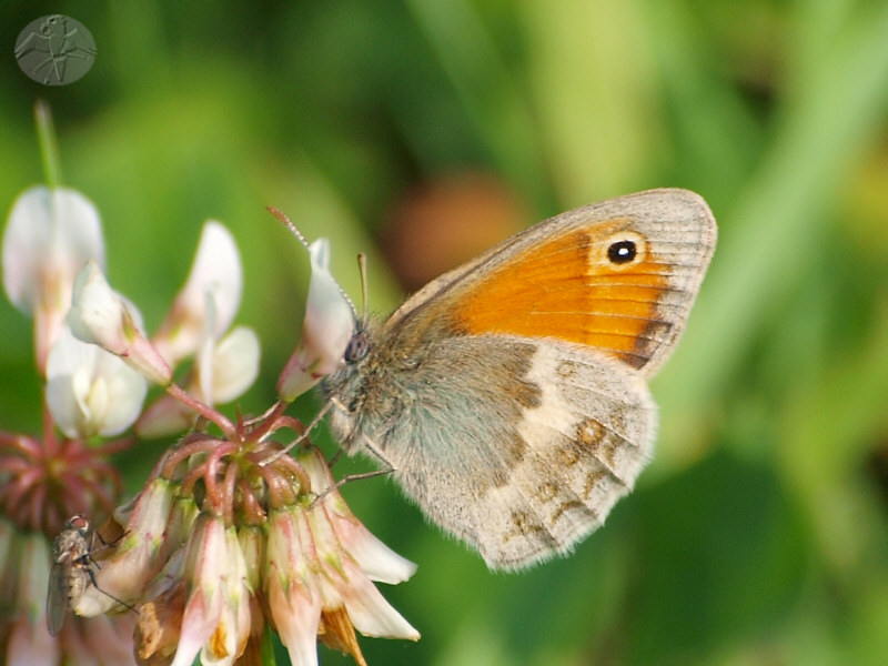 Coenonympha pamphilus © Falk 2010