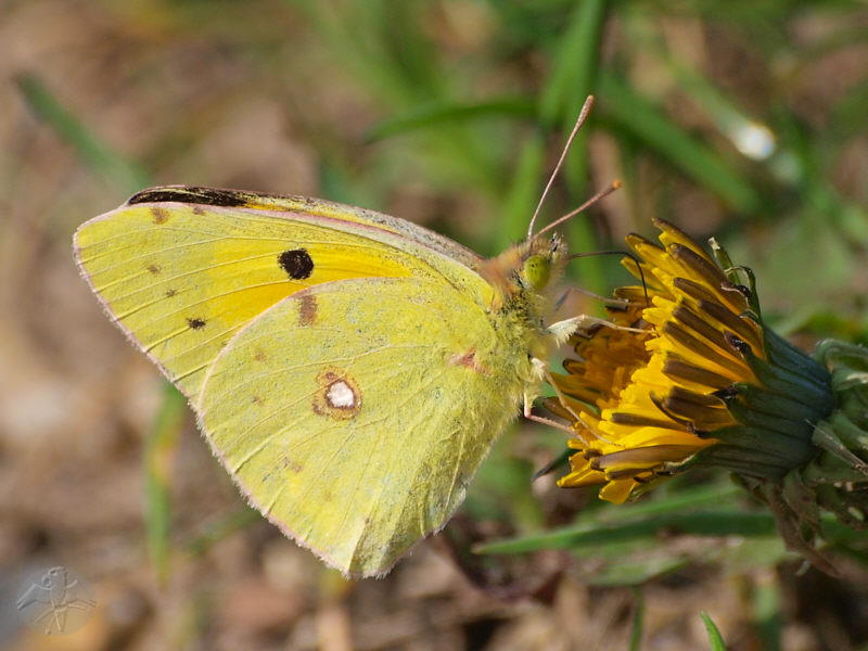 Colias crocea © Falk 2010