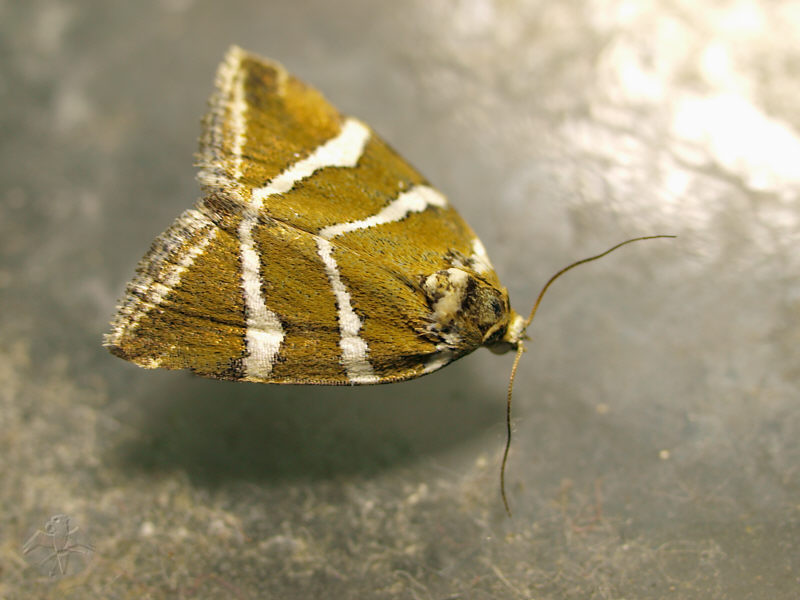 Eustrotia olivana © Falk 2010