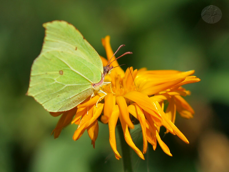 Gonepteryx rhamni © Falk 2010