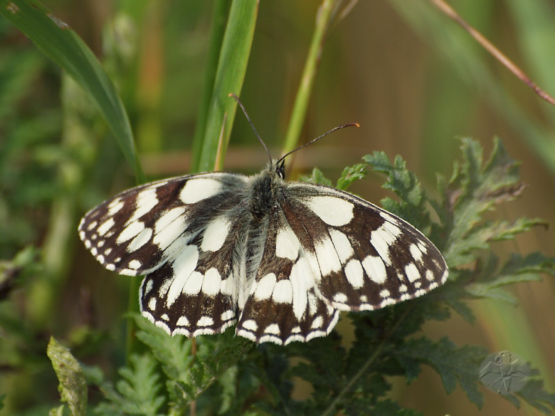 Melanargia galathea © Falk 2011