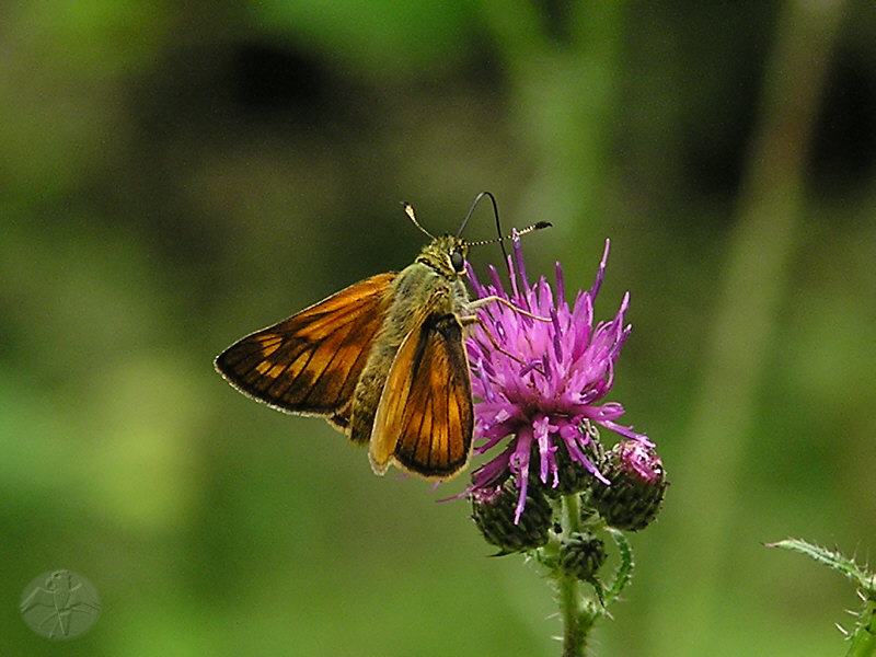 Ochlodes venatum © Falk 2009
