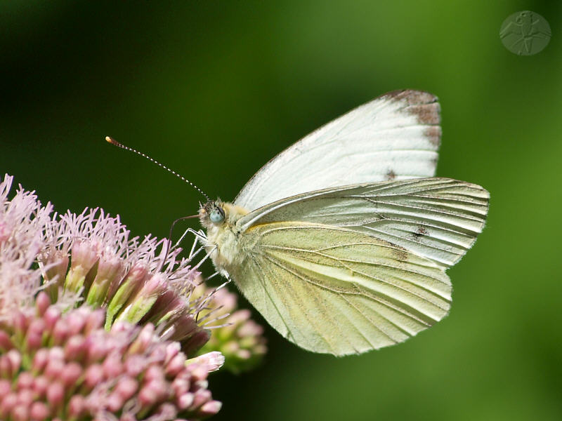 Pieris brassicae © Falk 2010