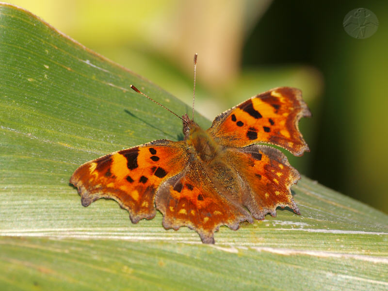Polygonia c-album © Falk 2010