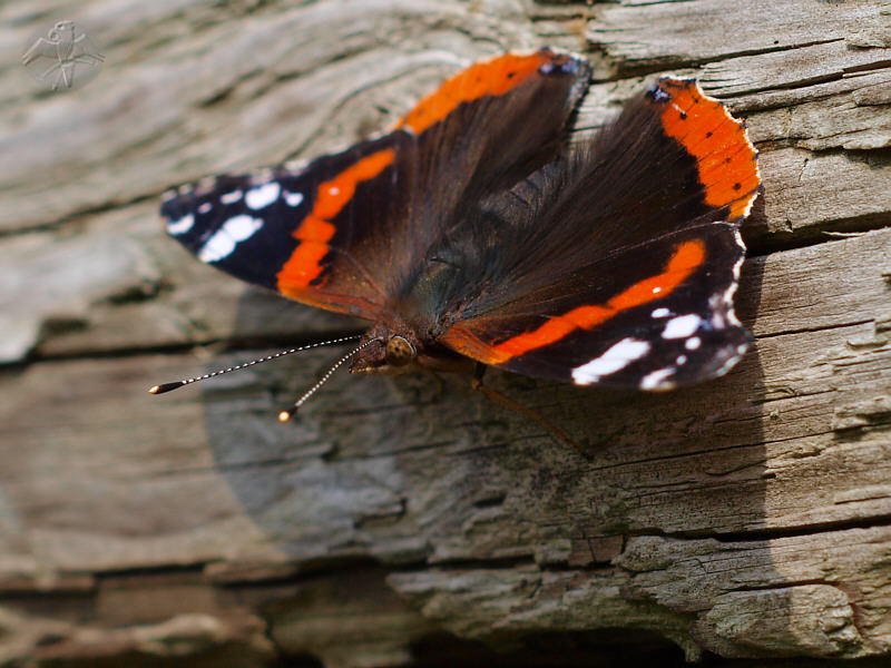 Vanessa atalanta © Falk 2010