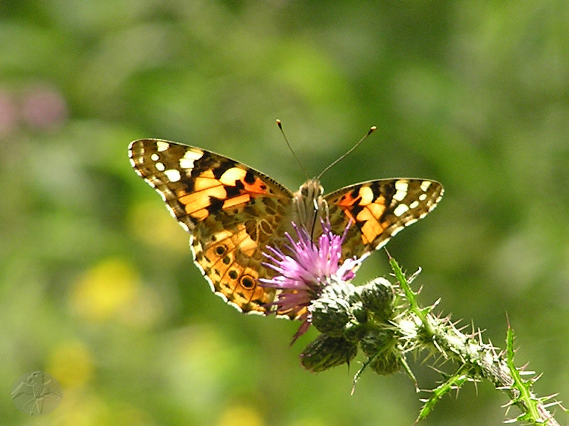 Vanessa cardui © Falk 2009