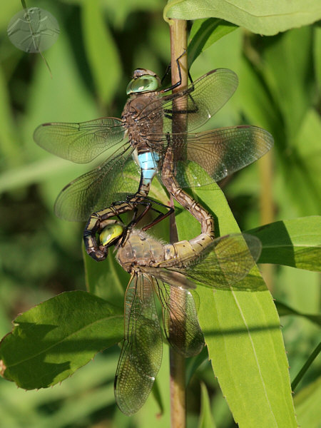 Anax imperator © Falk 2010
