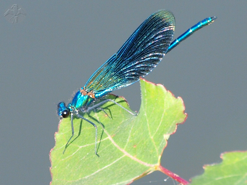 Calopteryx virgo © Falk 2010