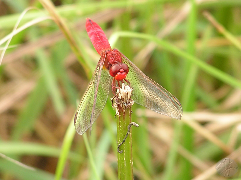Crocothemis erythraea © Falk 2009