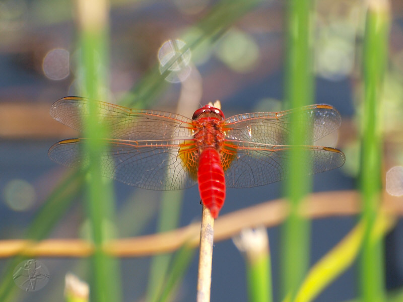 Crocothemis erythraea © Falk 2010