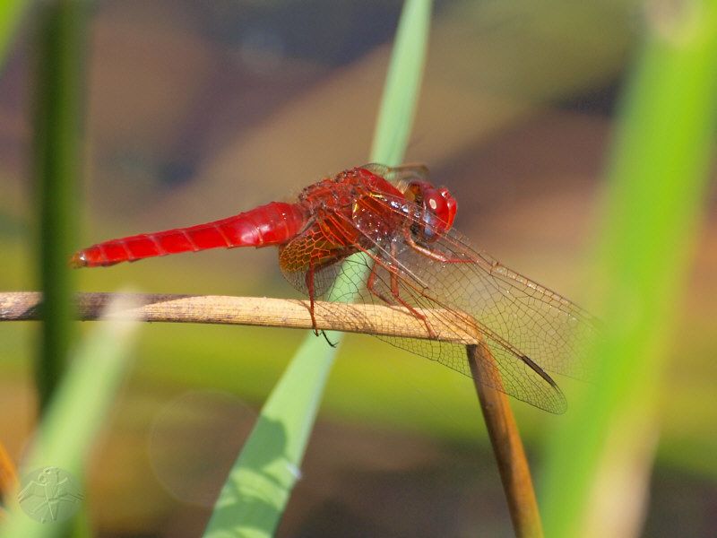 Crocothemis erythraea © Falk 2010