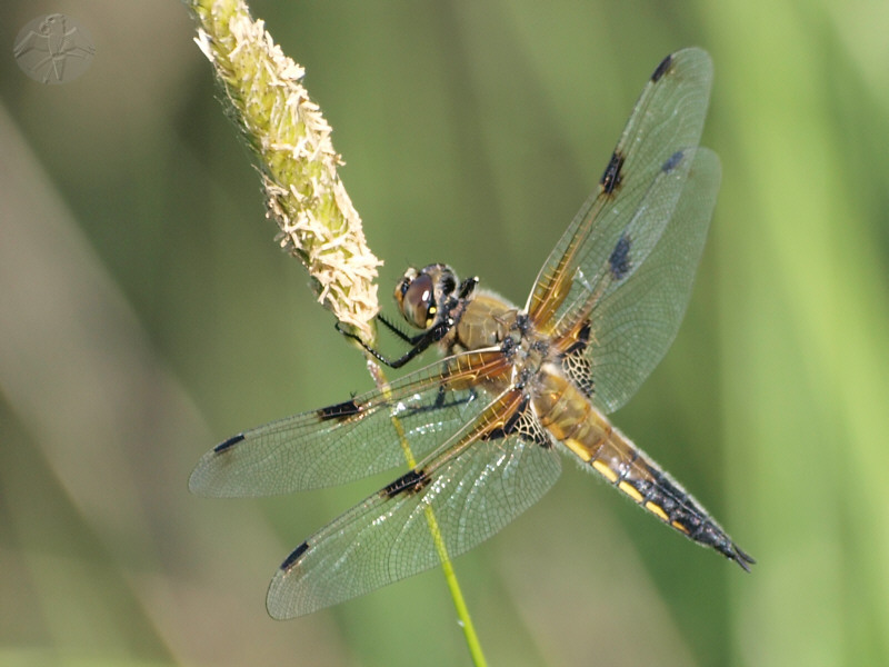 Libellula quadrimaculata © Falk 2010