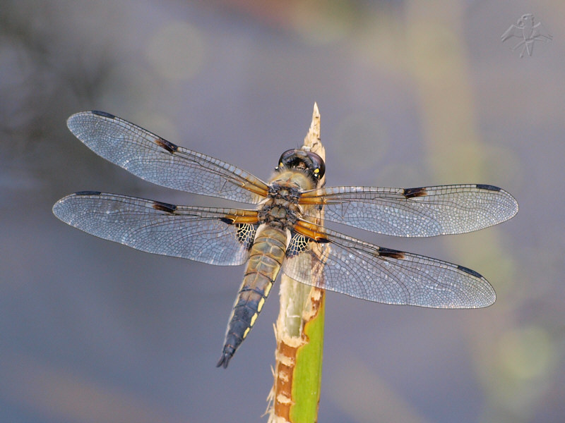Libellula quadrimaculata © Falk 2010