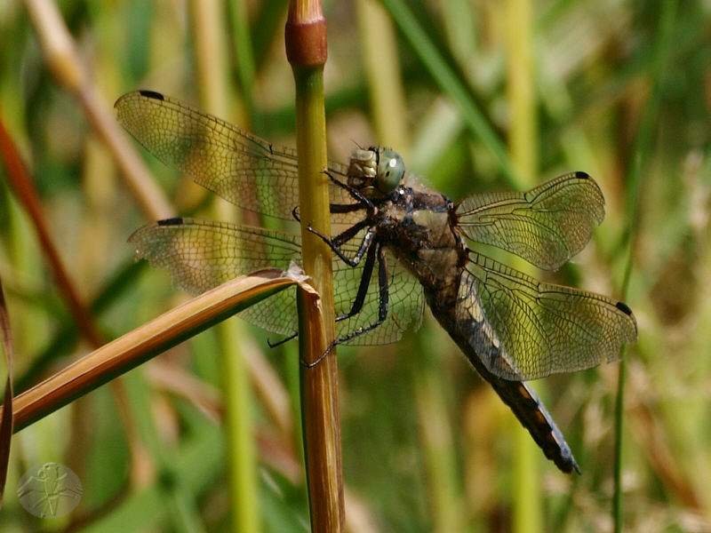 Orthetrum cancellatum © Falk 2010