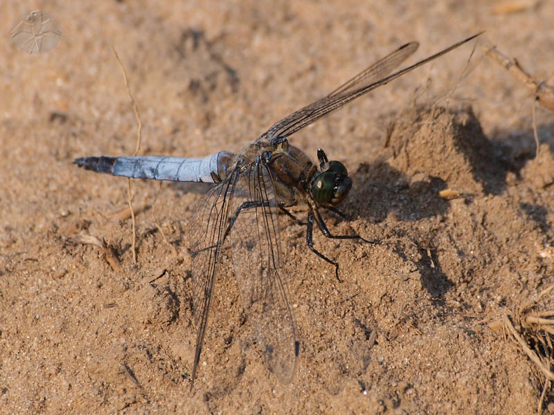 Orthetrum cancellatum © Falk 2010
