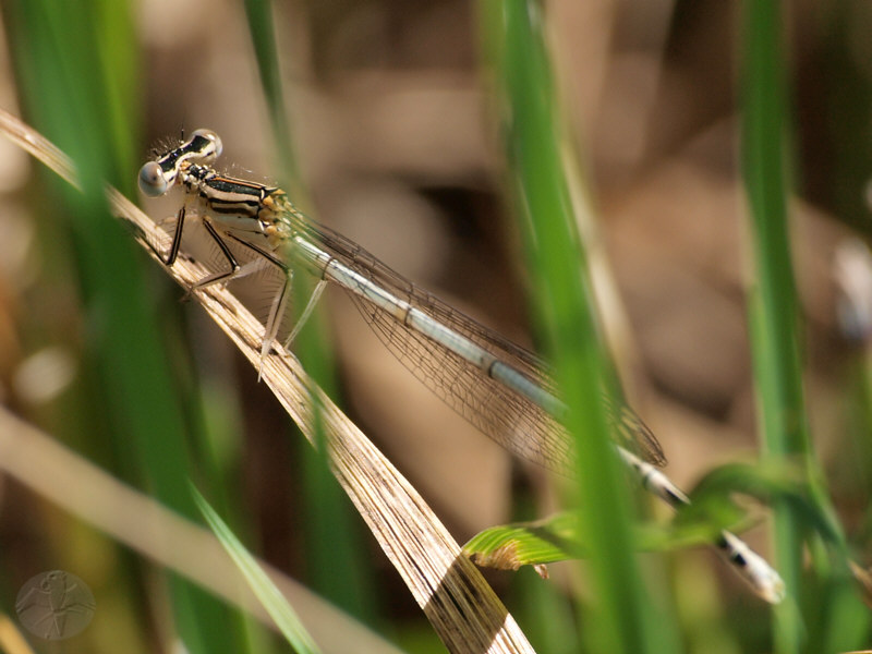 Platycnemis pennipes © Falk 2010