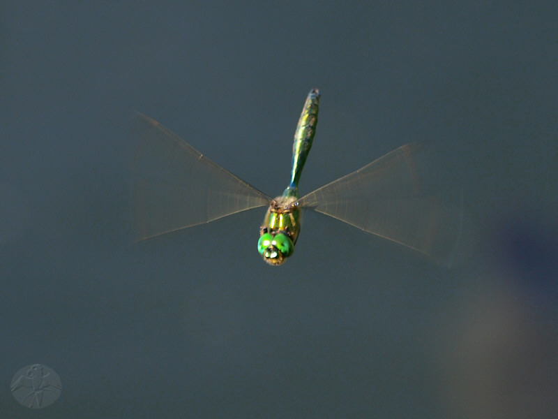 Somatochlora metallica © Falk 2010