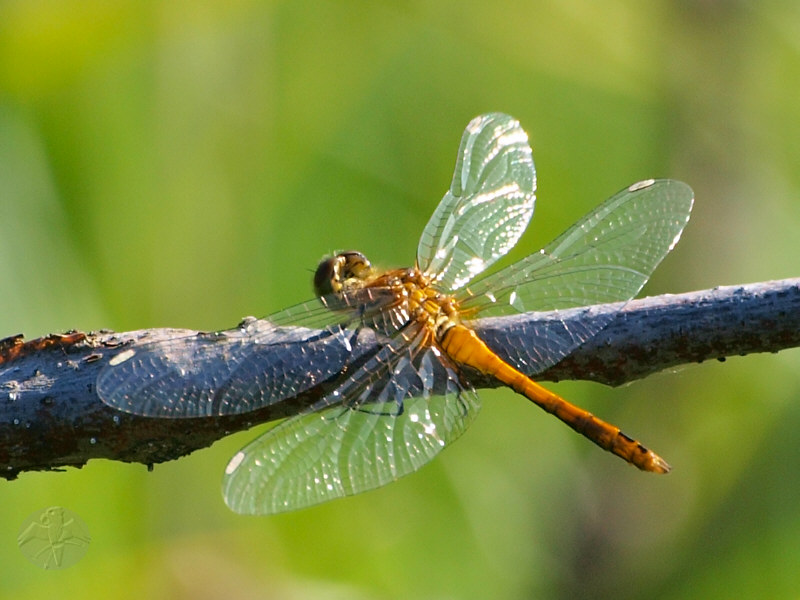 Sympetrum danae © Falk 2010