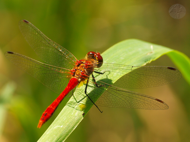 Sympetrum sanguineum © Falk 2010