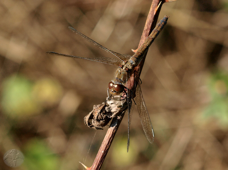 Sympetrum vulgatum © Falk 2009