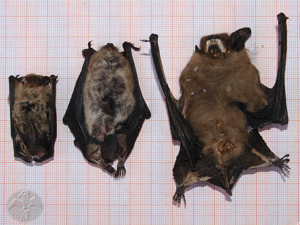 Pipistrellus, Myotis and Eptesicus give a good example of possible sizes in our native bats &nbsp; &copy; Falk 2010