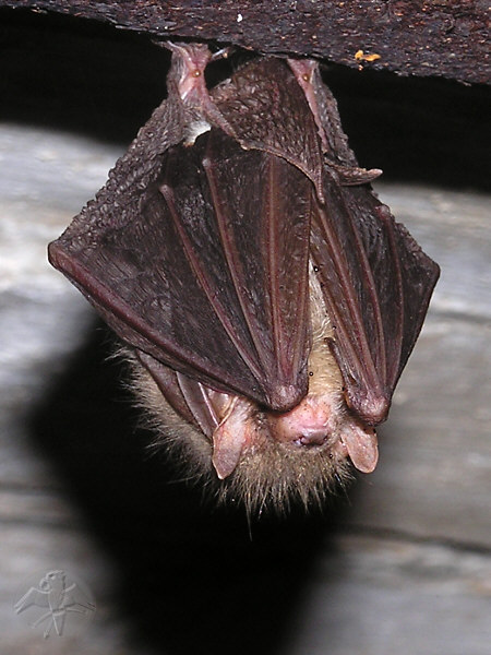 Plecotus auritus; {1} &nbsp; &copy; Falk 2009
