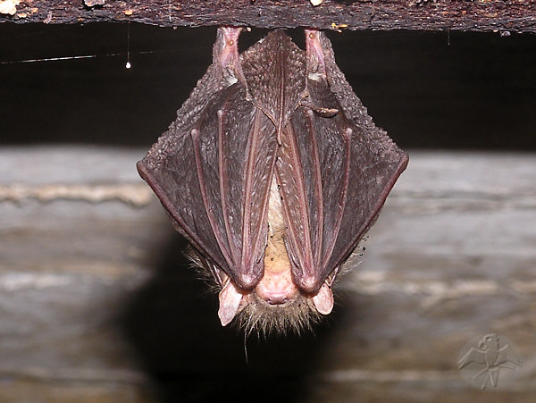 Plecotus auritus; {1} &nbsp; &copy; Falk 2009