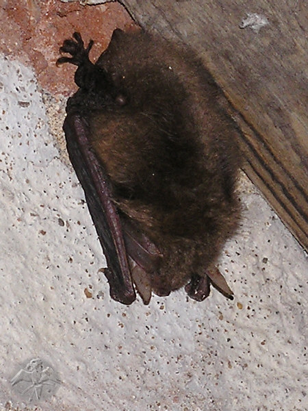 Plecotus austriacus; {1} &nbsp; &copy; Falk 2009