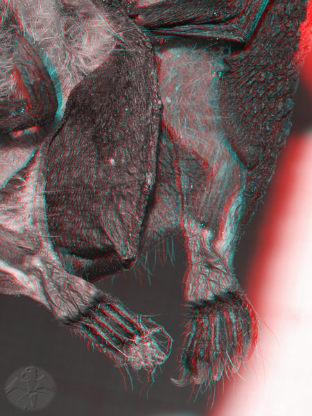 3D red cyan Anaglyph, detail of tail and feet of Myotis daubentoni &nbsp; &copy; Falk 2010