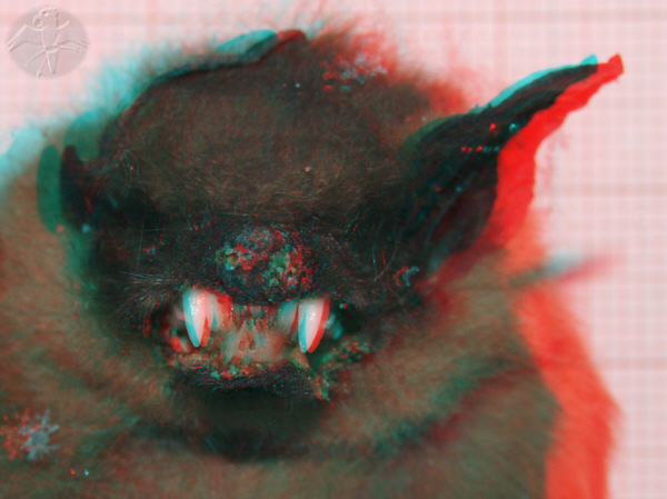 3D red cyan Anaglyph, detail of mouth and teeth of Eptesicus serotinus &nbsp; &copy; Falk 2010