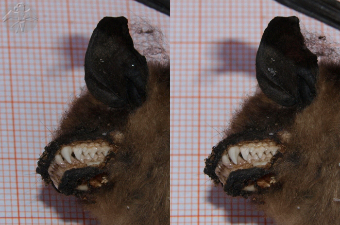 3D stereopair for parallel view. Close up of the impressive teeth of Eptesius serotinus. &nbsp; &copy; Falk 2010
