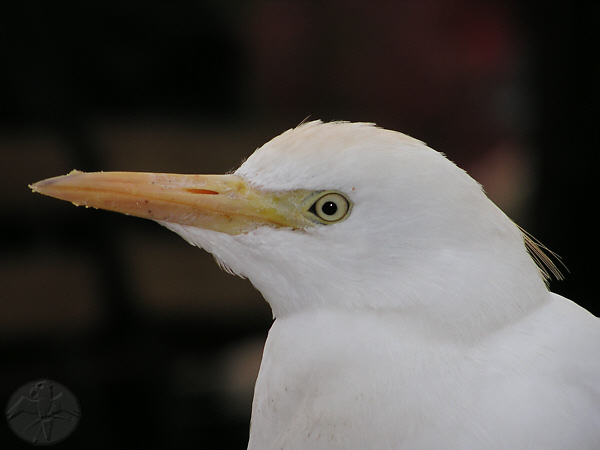 Bubulcus ibis © Falk 2006