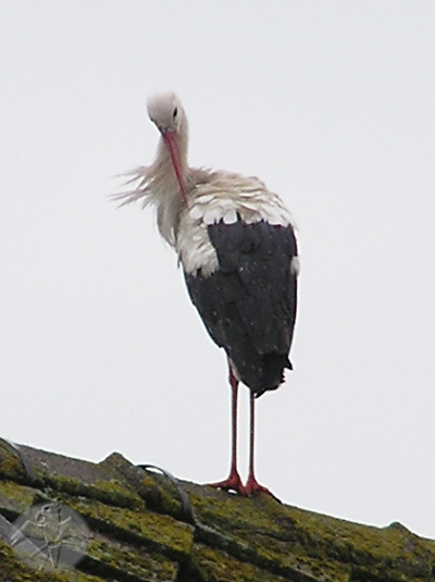 On a rainy summers day this White Stork had a rest on my neighbourghs roof. &nbsp; &copy; Falk 2008