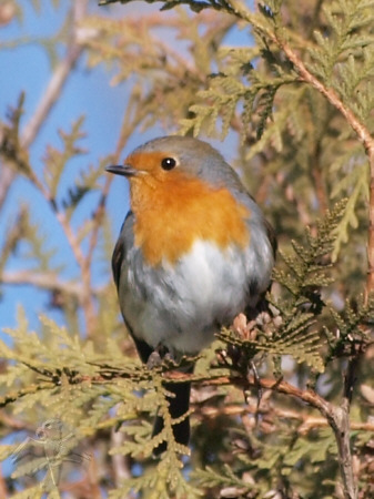 The Robin is shy but can wait until he get's his turn; {3} © Falk 2010