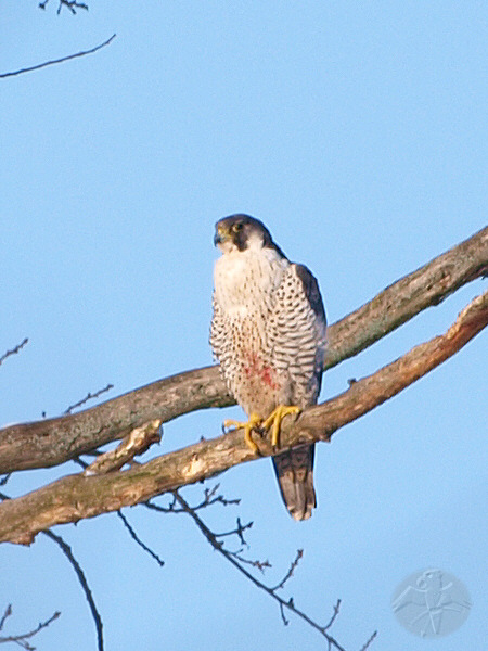 Falco peregrinus, female; {1} &nbsp; &copy; Falk 2010