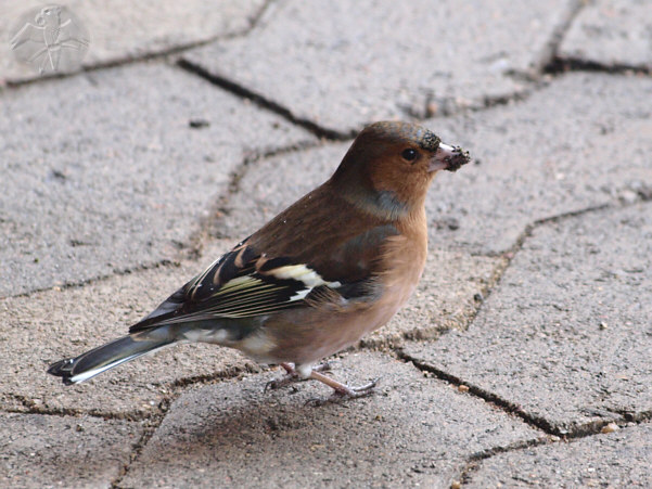 Fringilla coelebs, m; {12} © Falk 2009
