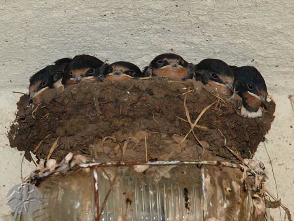 Hirundo rustica chicks almost done © Falk 2010