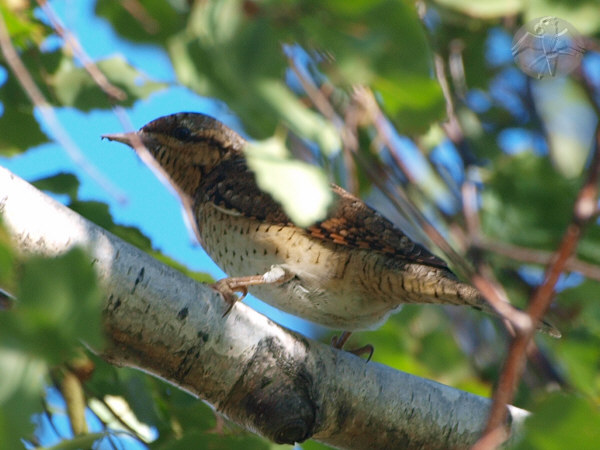 Wryneck; {8} © Falk 2010