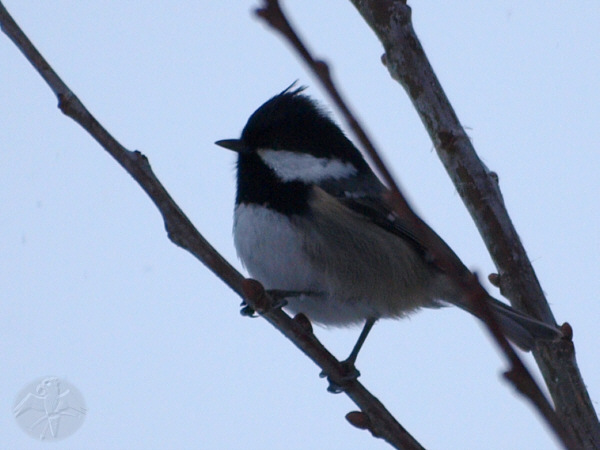 Parus ater; {1} © Falk 2010