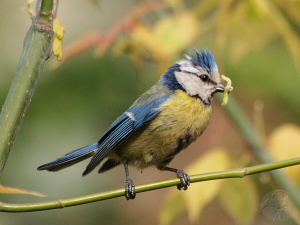 Blue Tit busy feeding; {5} © Falk 2010