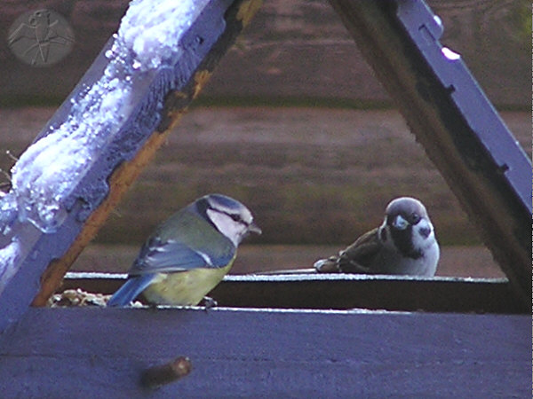 Blue Tit and Tree Sparrow © Falk 2008