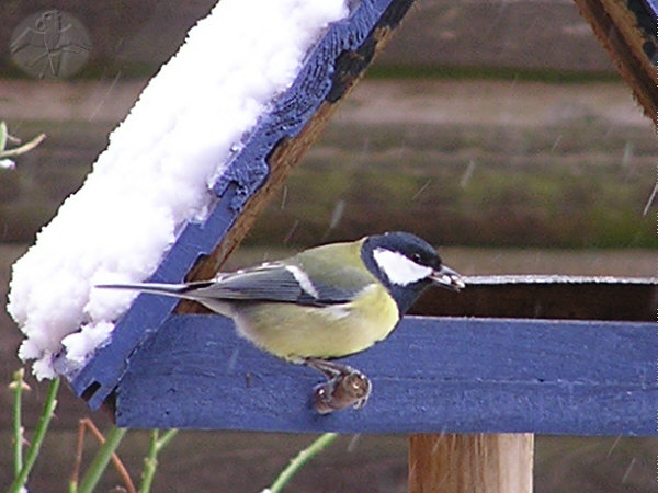 A Great Tit at the feeder – isn't this great?! © Falk 2008