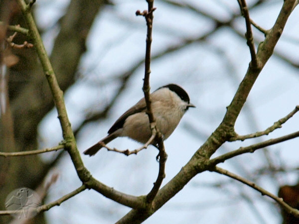 A Marsh Tit – close to the village; {11} © Falk 2009