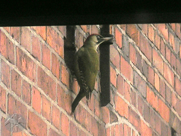 Green Woodpecker; {11} © Falk 2007