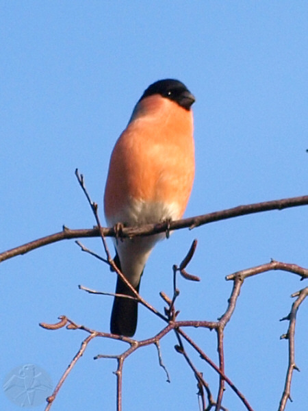 Pyrrhula pyrrhula, male; {12} &nbsp; &copy; Falk 2009